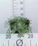 6x Hoornbloem - Cerastium tomentosum | pot de 9x9 cm