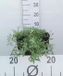 6x Hoornbloem - Cerastium tomentosum | pot de 9x9 cm