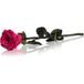 RoseAmor Fuchsia Geconserveerde bloemen 1 st