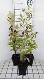 GRDplanten Groendecor Tuinarchitectuur 6x Vlambloem - Phlox (p) 'Fujiyama' | 9x9 cm pot