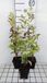 GRDplanten Groendecor Tuinarchitectuur 6x Vlambloem - Phlox (p) 'Fujiyama' | 9x9 cm pot