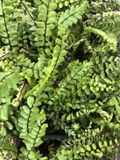 GRDplanten Groendecor Tuinarchitectuur 6x Steenbreekvaren - Asplenium Trichomanes | 9x9 cm pot
