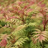 Arborix Sorbaria Sorbaria Sorbifolia 'Sem' - Lijsterbesspirea 30-40 cm in pot