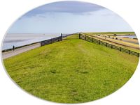 Merkloos / Sans marque PVC Schuimplaat Ovaal - Dijk met Koeien langs de Noordzee in Nederland - 96x72 cm