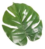 Rayher 55855000 Monstera-blad, 2 stuks, 16 x 14 cm, voor zomerse decoraties