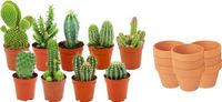 Green Boutiq ZynesFlora Mini Cactus Mix - 9 Stuks - Incl. Ø 8.1 cm Terracotta Bloempot - Hoogte: 5-10 cm