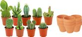 Green Boutiq ZynesFlora Mini Cactus Mix - 9 Stuks - Incl. Ø 8.1 cm Terracotta Bloempot - Hoogte: 5-10 cm