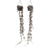 Plant in a Box Chinese Lantaarnplantje - Ceropegia Woodii - Set van 2