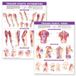 Trigger Anatomical Chart Company Trigger Point Chart Set