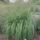 Arborix Molinia Arundinacea 'Windspiel' 6 x Pot 9 x 9 cm