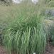 Arborix Molinia Arundinacea 'Windspiel' 6 x Pot 9 x 9 cm