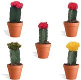 DutchLeafs Gymnocalycium Mix Geënt Mini Cactussen in Terracotta Bloempot - 5 Stuks