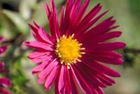 GRDplanten Aster 6x Aster - Aster n.b. 'Crimson Brocade' | 9x9 cm pot