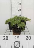 GRDplanten Andeskruid 6x Azorella trifurcata | 9x9 cm pot