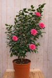 Warentuin Natuurlijk Japanse Roos Camellia Japonica Prof. Filippo Parlatore 140 cm