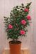 Warentuin Natuurlijk Japanse Roos Camellia Japonica Prof. Filippo Parlatore 140 cm