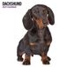 Magnet & Steel Teckel Modern Kalender 2027 Calendrier mural Animaux 60 cm