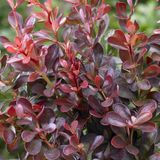 Arborix Berberis Berberis Thunbergii 'Atropurpurea Nana' - Zuurbes 20-25 cm pot
