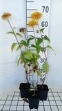 Heliopsis 6x Heliopsis hel. 'Goldgefieder' | pot de 9x9 cm