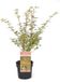 Plantenwinkel.nl Acer Beni-shichi-henge Japanse esdoorn - 50/60 cm - 19cm pot