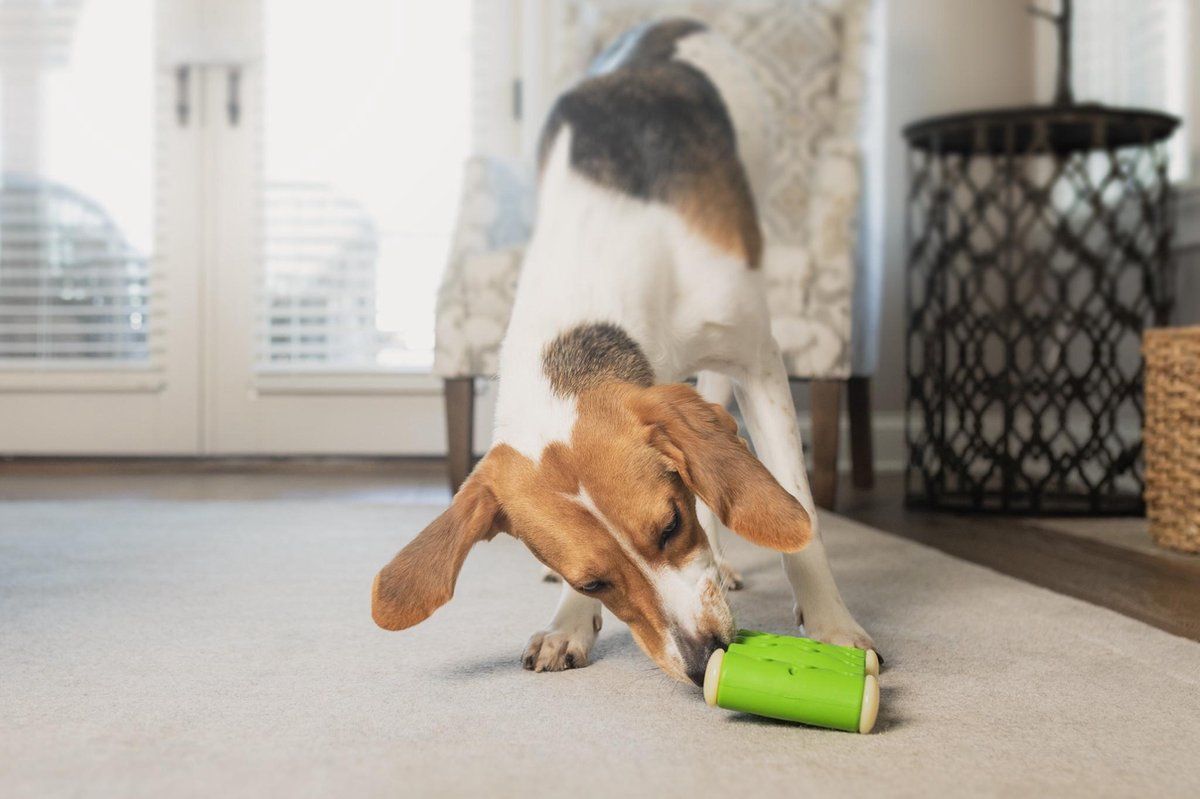 PETSAFE Ribinator Interactieve, duurzame behandeling houden hond speelgoed voor taaie Chewer, Large