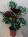 Warentuin natuurlijk - Calathea Medaillon Pauwenplant donkergroen groot blad 60 cm kamerplant