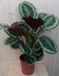 Warentuin natuurlijk - Calathea Medaillon Pauwenplant donkergroen groot blad 60 cm kamerplant