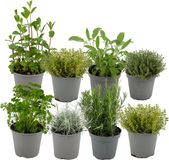 Green Boutiq ZynesFlora Italiaanse Kruidenmix - 8 Stuks - Ø 12 cm - Hoogte: 12-15 cm - Tuinkruiden Rozemarijn Thym Lavendel Bonenkruid Salie Oregano Kruidentuin