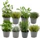 Green Boutiq ZynesFlora Italiaanse Kruidenmix - 8 Stuks - Ø 12 cm - Hoogte: 12-15 cm - Tuinkruiden Rozemarijn Thym Lavendel Bonenkruid Salie Oregano Kruidentuin
