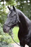 Kerbl Covalliero Touw Halster Zwart-Grijs COB