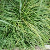 Arborix 6 x Carex Caryophyllea 'The Beatles' - Zegge - pot 9 x 9 cm