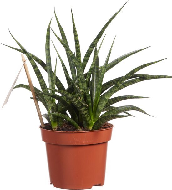 Sanseveria - Fachjan - Groene Plant- Hoogte  30 cm