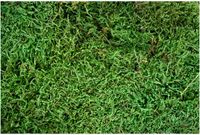 My Village Groen Platmos - Doos 500gr