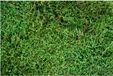 My Village Groen Platmos - Doos 500gr