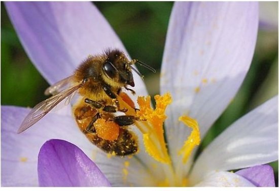 veldbloemenonline.nl Veldbloemen Tubinger bijenmengsel 250 gram