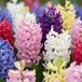 Green boutiQ - 80x Hyacinthus mix - Hyacint mix - Diversen - Voorjaarsbloeier - Bolmaat 14/15