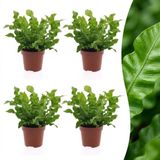 Plantenboetiek.nl Asplenium Crispy Wave - 4 Planten - Ø12cm - 30cm hoog