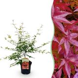 Green boutiQ - Érable du Japon - Acer palmatum Pink Dwarf - Rose - Plante de terrasse - Pot 19cm - Hauteur 70cm