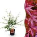 Green boutiQ - Érable du Japon - Acer palmatum Pink Dwarf - Rose - Plante de terrasse - Pot 19cm - Hauteur 70cm