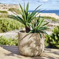 LOBERON Sierpot Ela