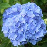 Arborix Bol Hydrangea Macrophylla 'Blauer Zwerg' - Hortensia - 25-30 cm in pot