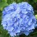 Arborix Bol Hydrangea Macrophylla 'Blauer Zwerg' - Hortensia - 25-30 cm in pot