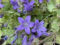 GRDplanten Groendecor Tuinarchitectuur 6x Klokje - Campanula portenschlagiana (muralis) | 9x9 cm pot
