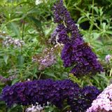 ClematisOnline Buddleja Vlinderstruik Black Knight - Donker Blauwe/Paarse Bloemen - Meerjarig en Winterhard | Vlinderplant / Vlinderstruiken - Aantrekkelijk voor de Vlinder | 2 liter pot