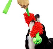 DINGO 15588-2 Drijvend speelgoed met gearomatiseerde bal en elastische handgreep, handgemaakte hondenjager om te spelen, touwtrekken, behendigheid, rapporteren, watertraining, rood van microvezel