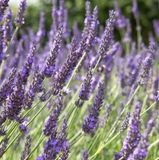 Bol 6 x Lavandula Intermedia 'Grosso' - Lavendel Pot 9x9 cm - Grandes Fleurs Violettes