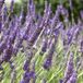 Bol 6 x Lavandula Intermedia 'Grosso' - Lavendel Pot 9x9 cm - Grandes Fleurs Violettes
