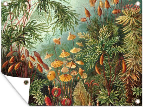 GreatGardenPosters Tuinposter 120x90 cm - Oude meesters - Muscinae - Haeckel - Tuindecoratie - Buiten