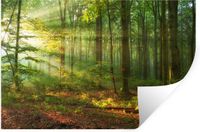 StickerSnake Muursticker - Zon Bos Bomen Natuur Herfst - 90x60 cm - Multicolor