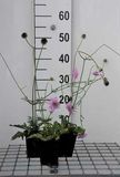 GRDplanten Duifkruid - Scabiosa col. 'Pink Mist' | 6x pot